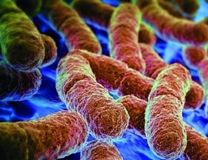 Causas do Desequilíbrio entre Bactérias do Bem e do Mal no Organismo